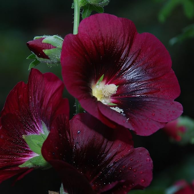 Hollyhock Nigra Seed 0.25 Oz ~750 Seeds - Alcea rosea ’Nigra’, Dark Maroon Flowers, Non-GMO, Perennial, 365 Days to Maturity, Pollinator-Friendly