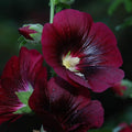 Hollyhock Nigra Seed 0.25 Oz ~750 Seeds - Alcea rosea ’Nigra’, Dark Maroon Flowers, Non-GMO, Perennial, 365 Days to Maturity, Pollinator-Friendly