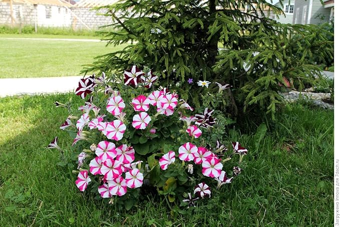 KIRA SEEDS - Seeds Petunia Starfall F1 Mix - Annual Flowers for Planting - GMO Free