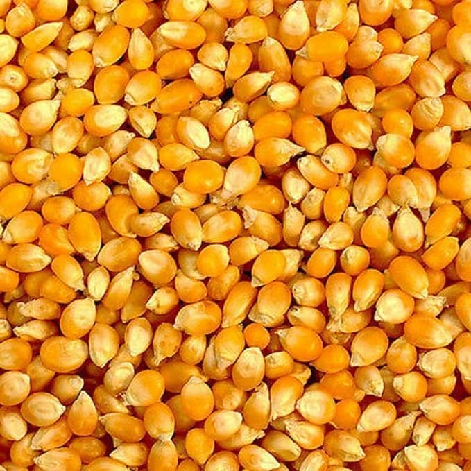 2 oz Yellow Popping Corn, Corn Seed for Growing, Heirloom, Open Pollinated Non-GMO Garden Seeds by Country Creek Acres, Grown in USA, Microgreen Seed