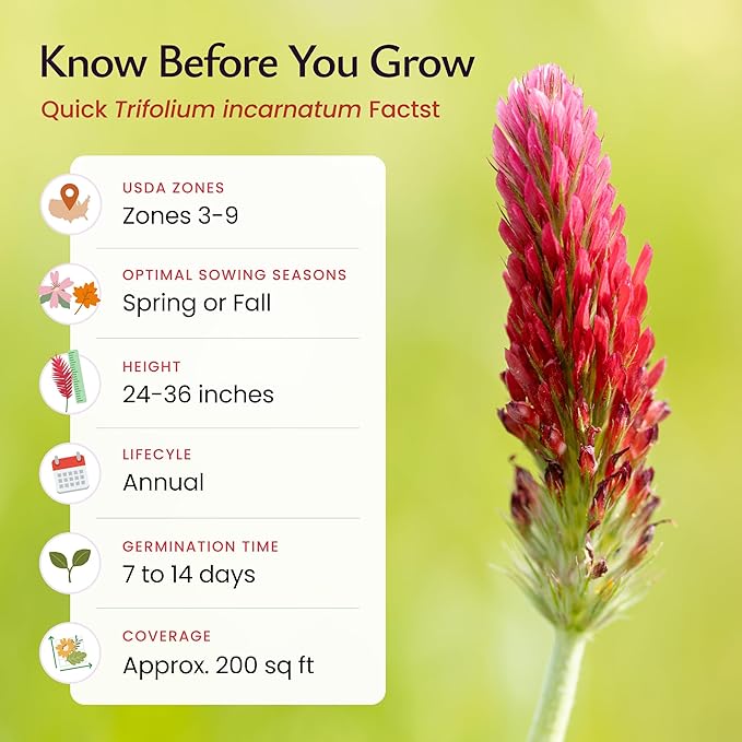 Created By Nature Crimson Clover Seeds, 10,000 Red Annual Wildflower Seeds