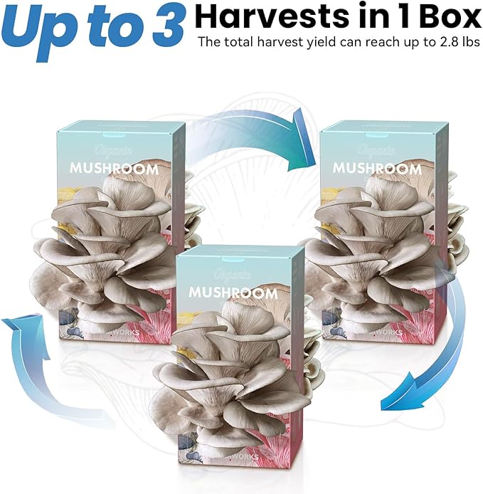 Organic Edible 4lbs Oyster Mushroom Growing Kit, Made in USA, Double-Side Mushroom Grow Kit Indoor, Harvest Gourmet Mushrooms in 10 Days, Top Gardening Gift, Holiday Gift
