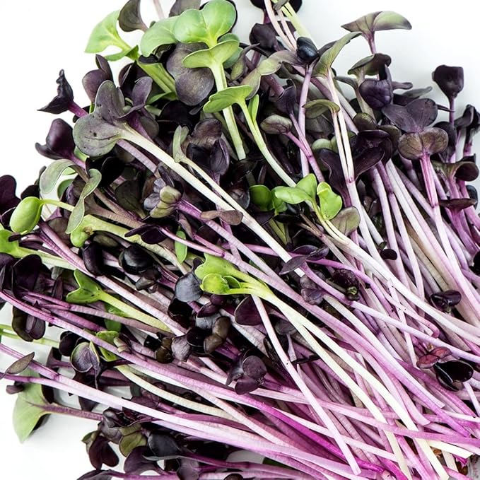 Todd's Seeds Rambo Sprouting Radish Seeds - Beautiful Red/Purple Colored Sprout, Non-GMO, Chemical Free, High Germination (1/2 Pound)