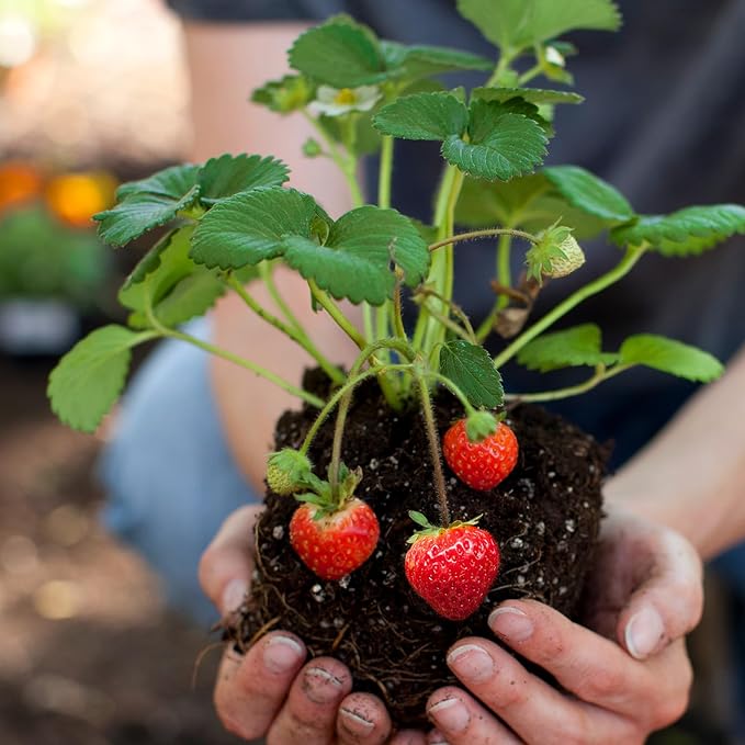 Organic Strawberry Soil Mix 10qt, Indoor Plants Potting Mix for All Potted Strawberry, Grow Healthy houseplants Indoors