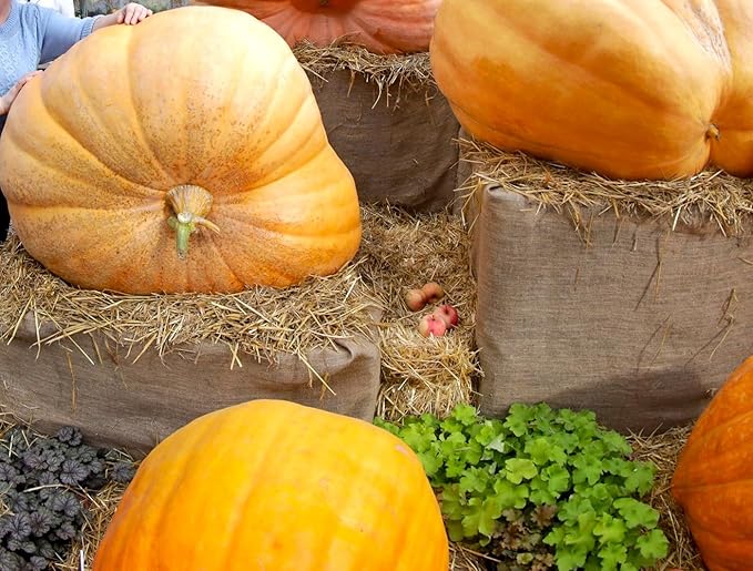 Seeds Pumpkin Big Max 10 Seeds Massive Pumpkin Giant Gourd
