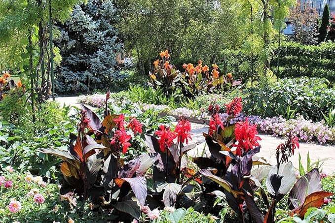 15+ Canna Lily Seeds Mix Colors Flowers Garden Plant Planting