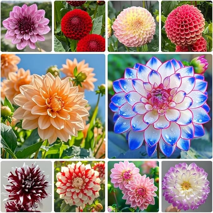 Mixed Color Dahlia Seeds for Planting - 400 Non-GMO Flower Seeds, Easy Growing, Pollinator Friendly, Perfect for Containers, Borders & Cut Bouquets