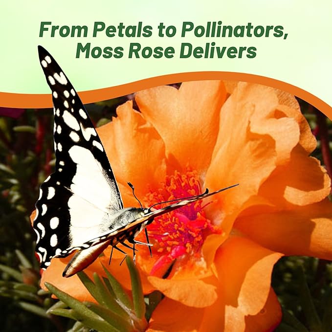 Outsidepride Orange Moss Rose Seeds - 10000 Pcs Annual, Drought & Heat Tolerant, Pollinator Friendly Ground Cover Seeds for Planting w/Vibrant Blooms & Succulent Foliage, Ideal for Xeriscaping