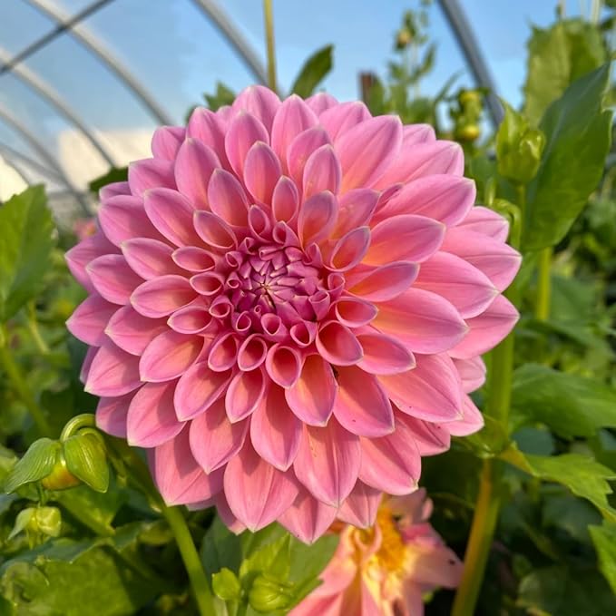 350pcs Mixed Dahlia Flower Seeds for Planting- Non-GMO Heirloom, Multi-Color Pompon Blooms Attract Pollinators, Rapid Outdoor Landscaping