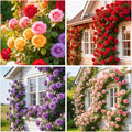 60+ Rose Seeds for Planting Outdoor Non-GMO Heirloom-Perennial Flowers Rose Flower Seeds Garden Decor Open-Pollinated