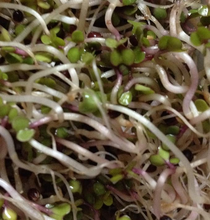 Kimmy's Kale Seeds for Sprouting Microgreens 4oz,"COOL BEANS n SPROUTS" Brand, A superfood Packed with antioxidants. A Small Town Family Run USA Business.Thank You !