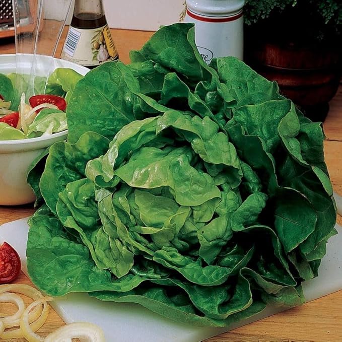 Park Seed Lettuce Salad Mix Edible Plant Seeds – Master Chef Blend with Brunia, Simpson Elite, Sierra & Red Sails Varieties, Sweet and Crisp Gourmet Greens, Pack of 600