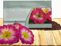 Outsidepride Danova Rose White Common Primrose Seeds - 50 Pcs Annual, Hardy, Easy to Grow & Low Maintenance Flower Seeds for Planting Vibrant Soft Blooms, for Containers, Borders & Erosion Control