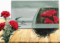 Outsidepride Scarlet Carnation Seeds - 2000 Pcs Biennial, Easy to Grow Flower Seeds for Planting with Fragrant Blooms, Ideal for Pollinators, Cutting Gardens, Bouquets, & Floral Arrangements
