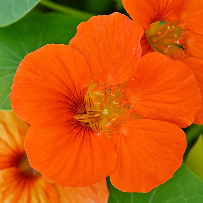 Eden Brothers Nasturtium Seeds - Spitfire Non-GMO Seeds for Planting, Packet | Low-Maintenance Flower Seeds, Plant During Spring Season, Zones 1, 10, 2, 3, 4, 5, 6, 7, 8, 9