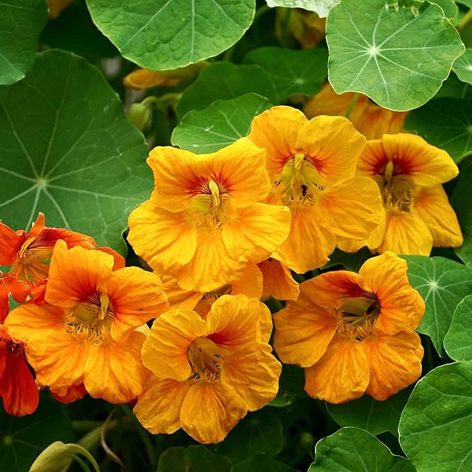 Eden Brothers Nasturtium Seeds - Orange Gleam Non-GMO Seeds for Planting, Packet | Low-Maintenance Flower Seeds, Plant During Spring Season, Zones 1, 10, 2, 3, 4, 5, 6, 7, 8, 9