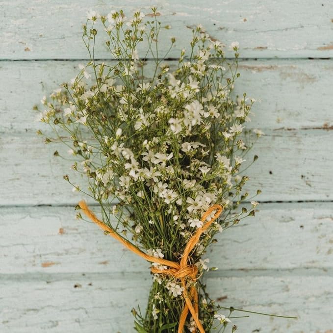 Covent Garden Baby's Breath - 250 Seeds - Easy & Fast to Grow Flower Variety, Great for Bouquets & Arrangements, Non-GMO Baby's Breath Seeds for Planting in The Home Garden, Thresh Seed Company