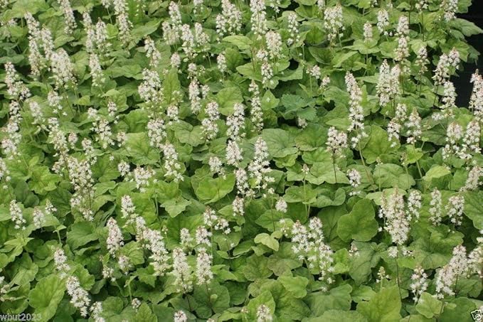 50 Foamflower Seeds (Tiarella Wherryi) Perennial, Shade Loving, Ground Cover Plant
