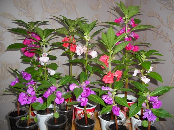 50+ Seeds Colorful Garden Balsam Impatient - Flower Mix
