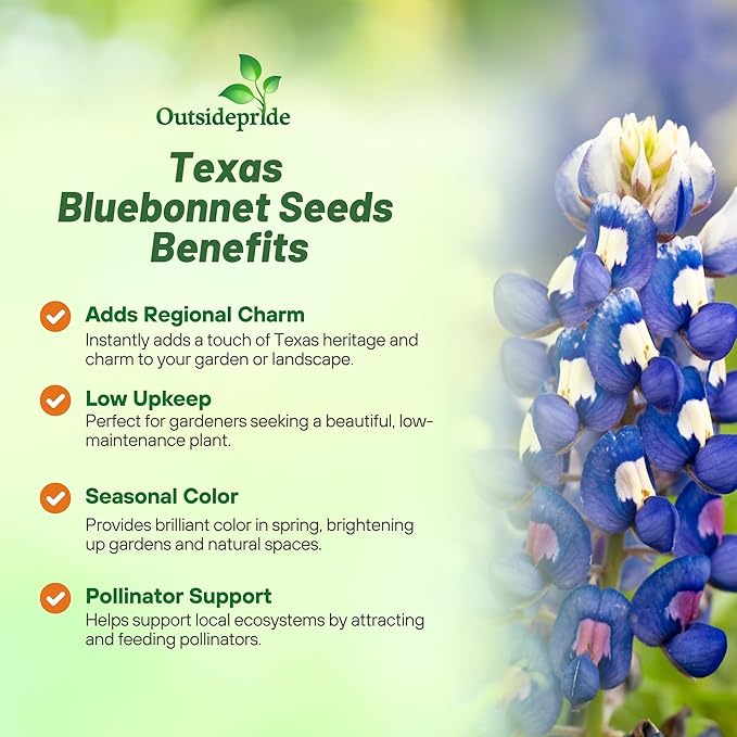 Outsidepride Texas Bluebonnet Seeds - 1/4 lb. Annual Lupinus Texensis, Heirloom Quality, Drought-Tolerant Wildflower Seeds w/Blue Blooms for Vibrant Spring Displays, Landscape, & Attracts Pollinators