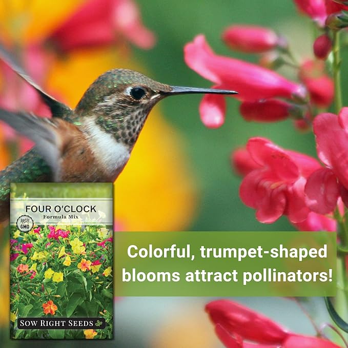 Sow Right Seeds - Four O’Clock Formula Mix Flower Seeds for Planting - Annual Plant with Sweet Essence - Non-GMO Heirloom Packet with Instructions to Plant a Home Garden - Marvel of Peru (1)