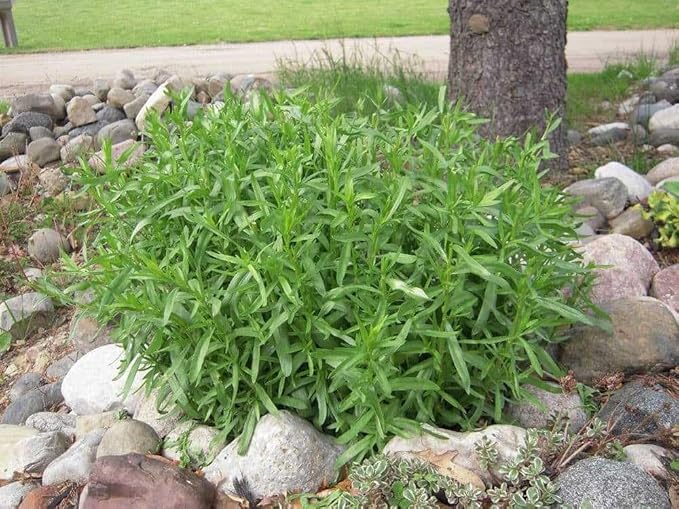 Seeds4planting - Seeds French Tarragon Herb for Planting