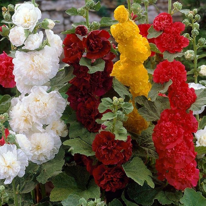 NIKA SEEDS - Seeds Flowers Hollyhock Double Mix Perennial - 50 Seeds