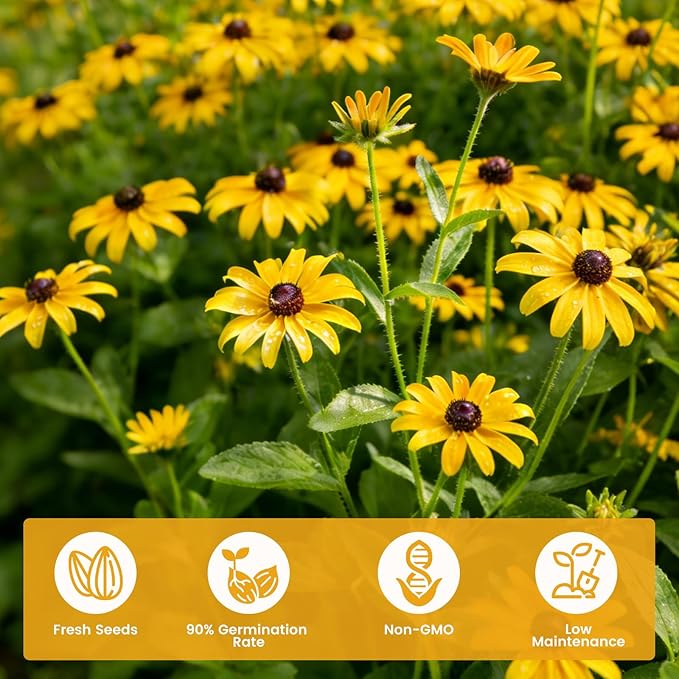 5000+ Black Eyed Susan Seeds for Planting, Perennial Wildflower Seeds for Pollinator Gardens, Non-GMO Heirloom Flower Seeds to Plant Outside & Inside, Borders, Containers, Rudbeckia hirta