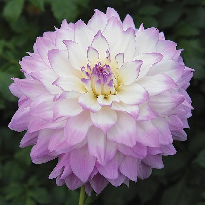 300+ Mix Dahlia Seeds for Planting - Rare Dahlia Pompon Flower Seeds Variabilis Beautiful Annual Outdoor