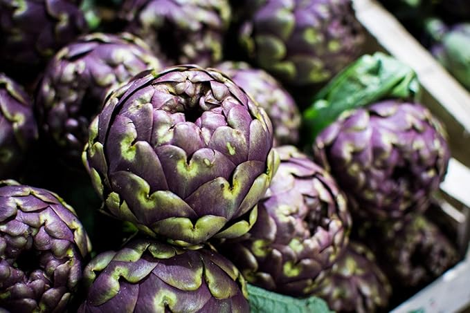 Seeds Purple of Romagna Globe Artichoke Vegetable for Planting Non GMO