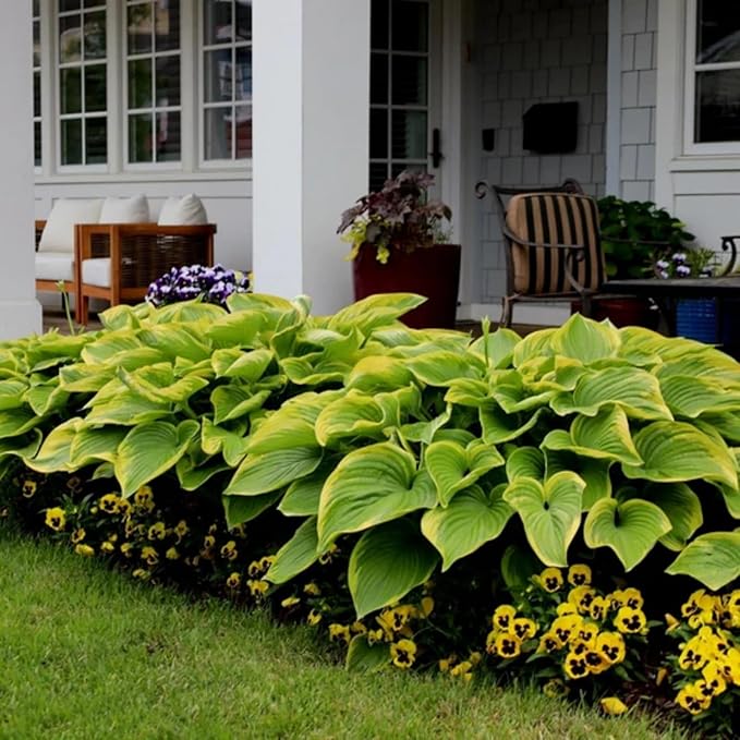 370+ Exotic Hosta Seeds for Planting, Perennial Heart-Shaped Hosta Bare Roots Leaves, Drought Tolerant Colorful Hosta Plants for Outdoor Garden
