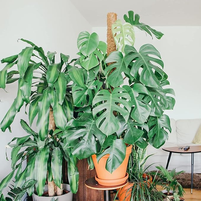【2 Pack】 JJGoo Moss Pole, 2 Coco Coir Totem Poles Extending to 29 Inches, Plant Support Stick for Indoor Plants Climbing Plants Monstera, Sphagnum, Pothos