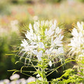Eden Brothers Cleome Seeds - White Queen