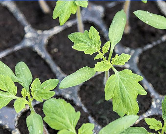 San Marzano Tomato Seeds, Heirloom Variety