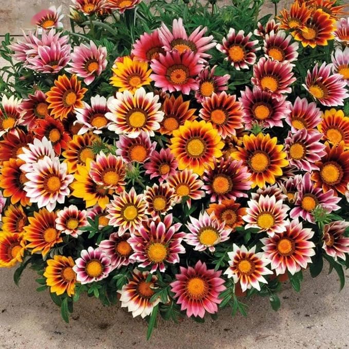 99pcs Gazania & Tithonia Mexican Sunflower Seeds– Perennial Ground Cover Plants, Heat & Drought Tolerant, Easy to Grow, Colorful Blooms for Garden, Butterfly & Pollinator Friendly
