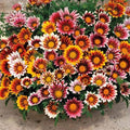 99pcs Gazania & Tithonia Mexican Sunflower Seeds– Perennial Ground Cover Plants, Heat & Drought Tolerant, Easy to Grow, Colorful Blooms for Garden, Butterfly & Pollinator Friendly