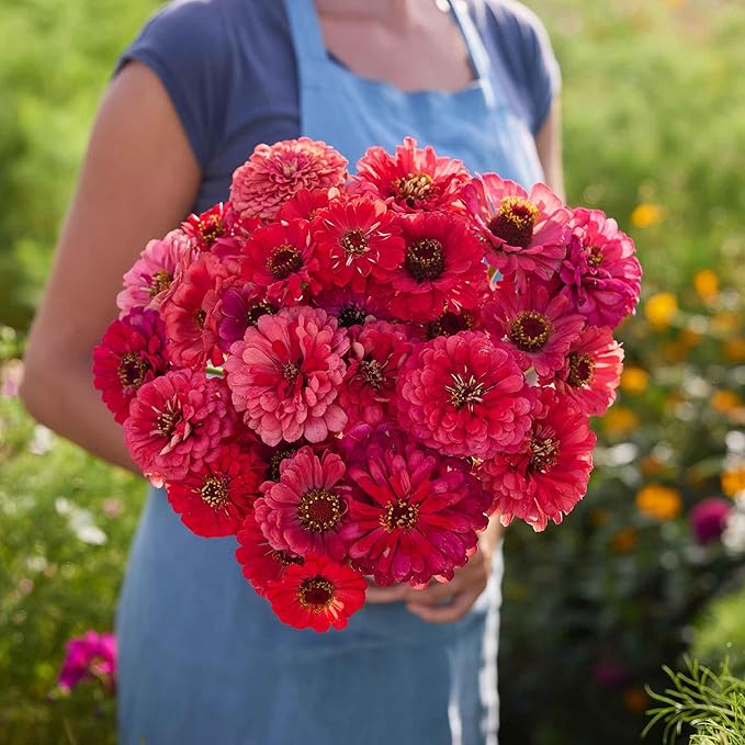 Eden Brothers Zinnia Seeds - Salmon Queen, Non-GMO Seeds for Planting, 1 oz | Low-Maintenance Flower Seeds, Plant During Spring, Zones 3, 4, 5, 6, 7, 8, 9, 10