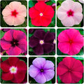 50+Periwinkle Vinca Seed for Planting Garden Flowers Ground Cover Plants