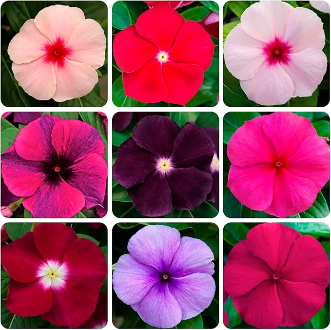 50+Periwinkle Vinca Seed for Planting Garden Flowers Ground Cover Plants