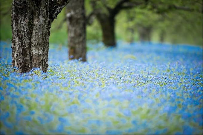 Forget-Me-Not Seeds - 100 Pcs Blue Perennial Flower Seed, Low Growing, Self-Sowing, Ideal for Garden Borders, Containers, and Ground Cover