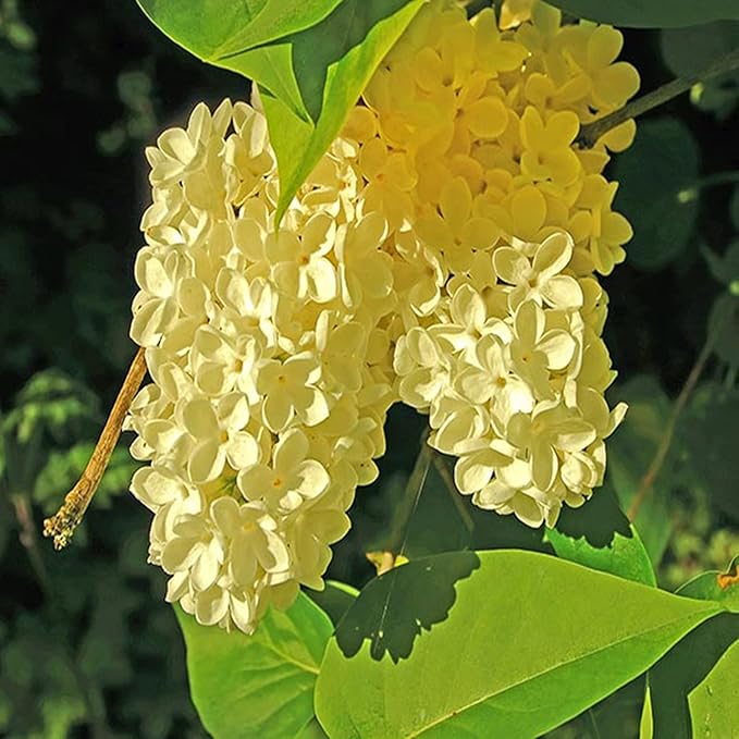 Mixed Lilac Seeds for Planting - 200 Non-GMO Miniature Lilac Bushes Ready to Plant Fragrant Flowers Perennial Bush Plants