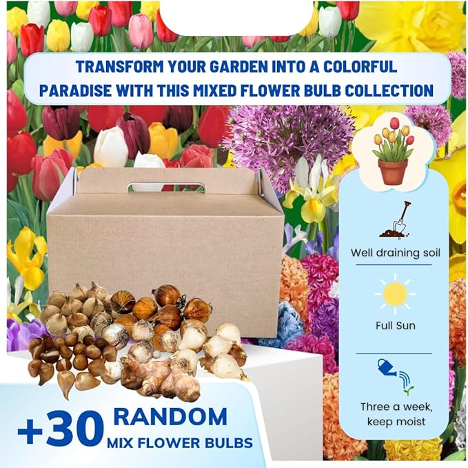 30 Mix Flower Bulbs, Assorted Bulbs for Planting, Mixed Daffodils, Hyacinths, Allium, Iris and More - Colorful Hardy Perennial Flower Bulb Bulk for Spring Blooms, Fall Planting in Gardens, Borders