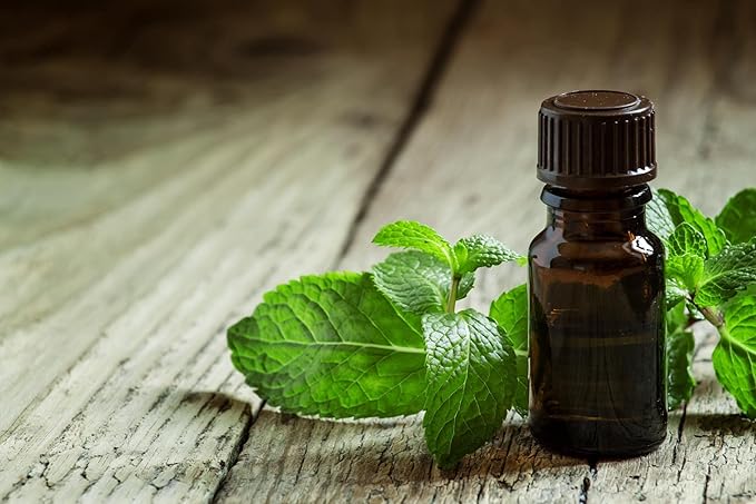NIKA SEEDS - Seeds Herb Peppermint Mint Medicinal - 1000 Seeds