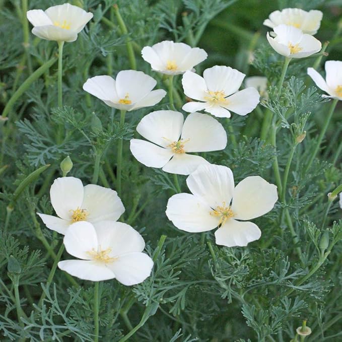Outsidepride White Linen California Poppy Seeds - 1/4 Lb. Annual, Low Maintenance & Drought Tolerant Wildflower Seeds for Planting Vibrant Spring Blooms for Pollinator Gardens & Wildlife Habitats
