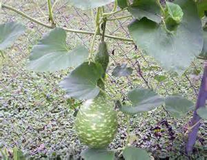 Gourd Seeds Speckled Swan Gourd Seeds, 50 Seed Pack, USA Product. Packed by JACOBS LADDER ENT. (50)
