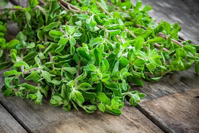 NIKA SEEDS - Seeds Herb Sweet Marjoram Oregano Medicinal - 1000 Seeds