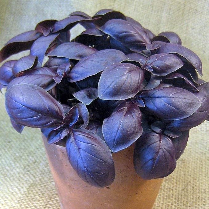 CEMEHA SEEDS - Seeds Purple Basil Indoor Non GMO Herbs for Planting