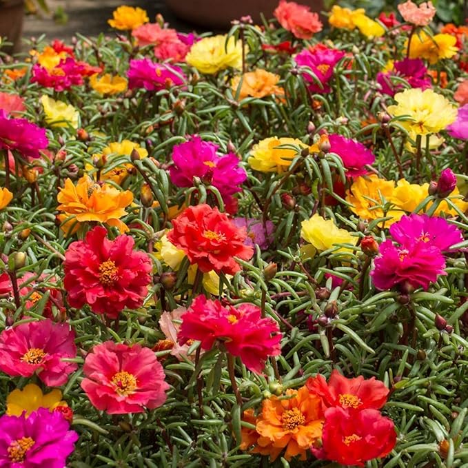 Moss Rose Mix Seeds – Annual Flower (Portulaca grandiflora) | Drought-Tolerant Ground Cover, Vibrant Blooms in Multiple Colors