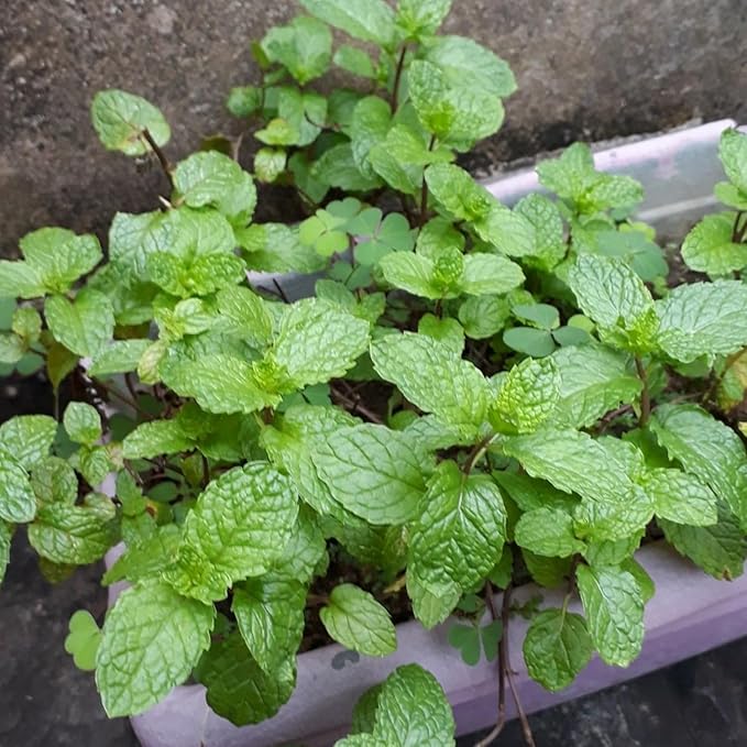 2 Peppermint Live Plants, Peppermint Herbs Plants, 4-6 Inch Herb Starter Plants, Bare Root, Fragrant Leaves