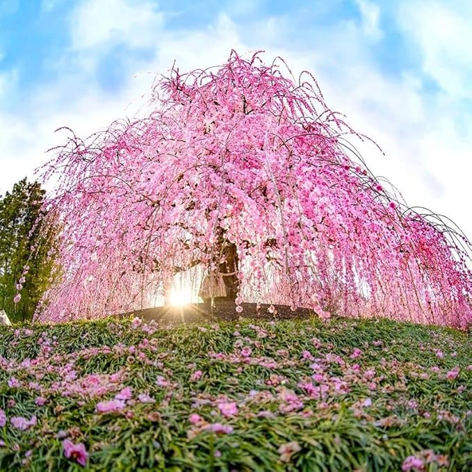 45+ Garden Weeping Cherry Blossoms Seeds for Planting-Non-GMO Heirloom Plant Seeds Garden Outdoor